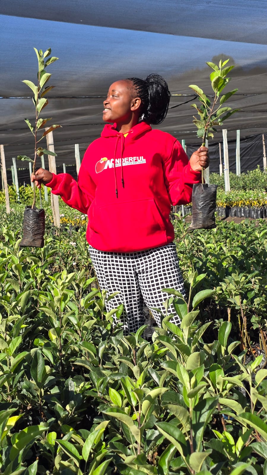 Best apple seedling for Wambugu Apples