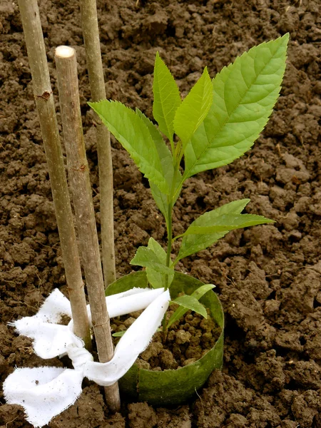 Appricot Seedling