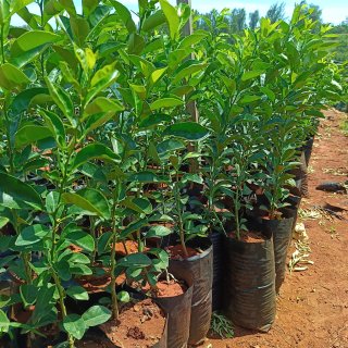 Cherry Guava Seedlings
