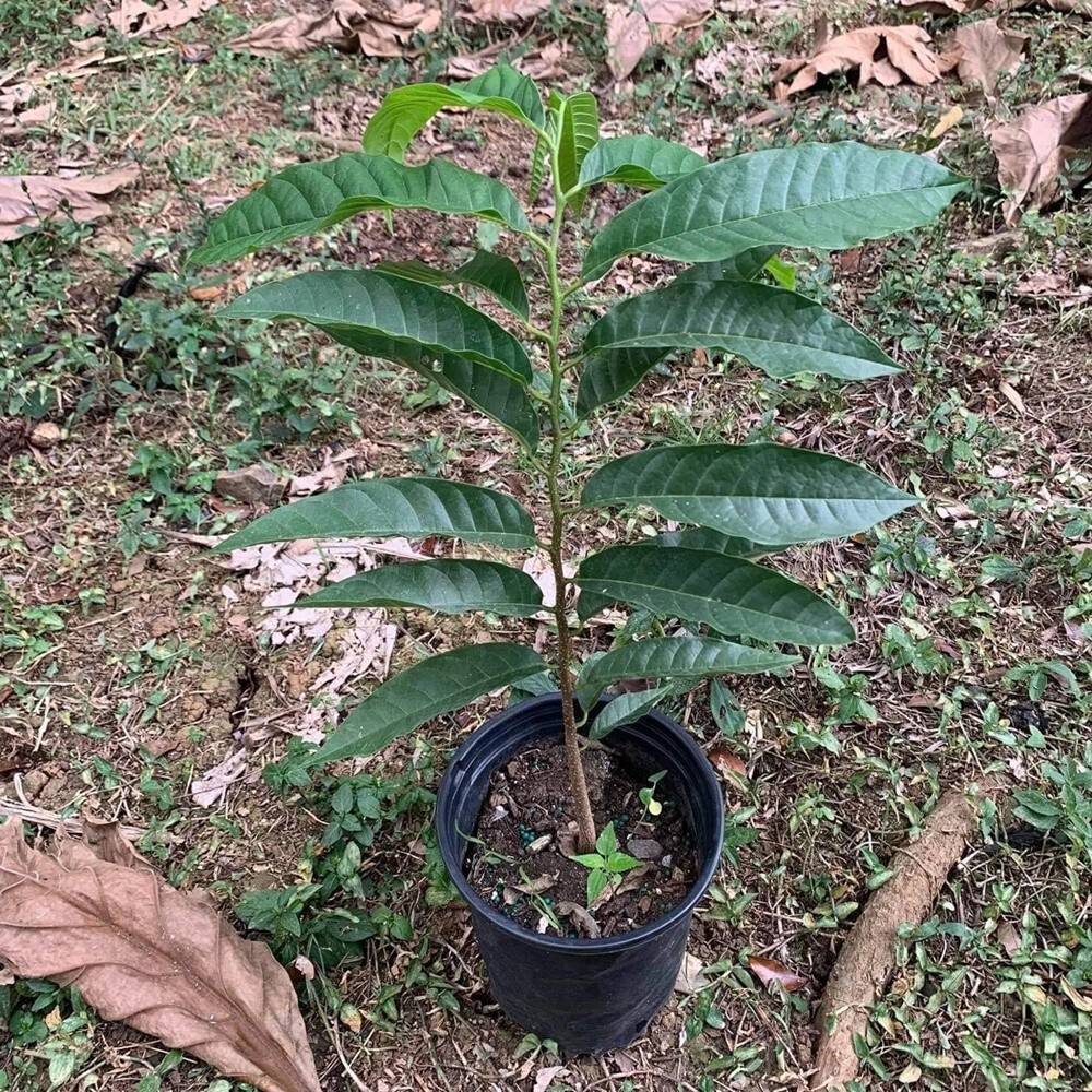 Custard Apples Seedling