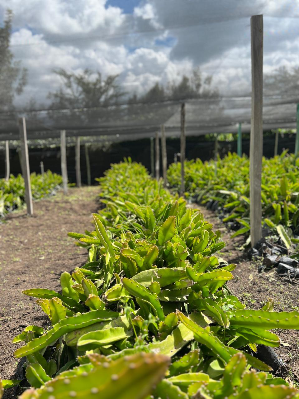Dragon Seedling & Cuttings