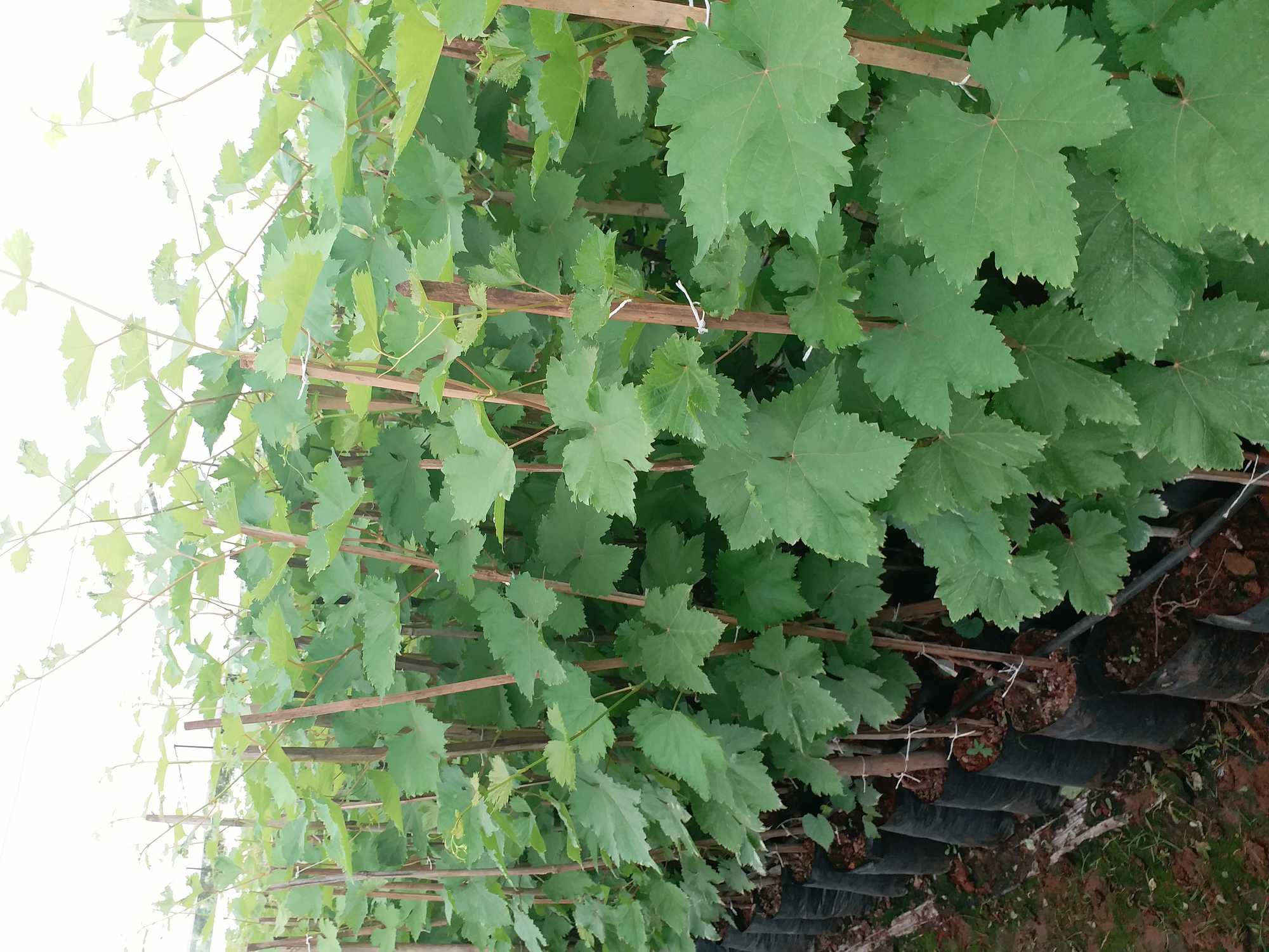 Grapes Seedlings