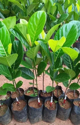 Jackfruit Seedling