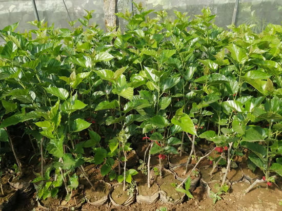 Mulberry Seedlings