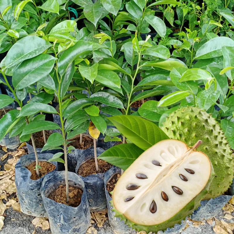 Soursop Seedling