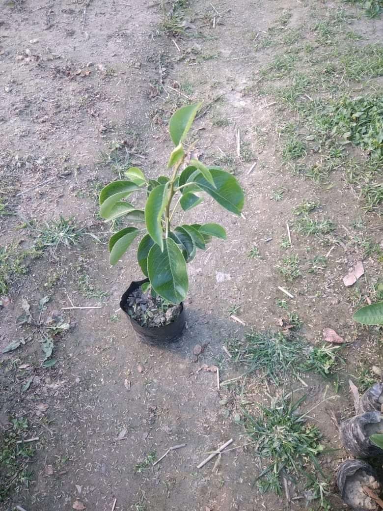 Grafted Pears Seedling