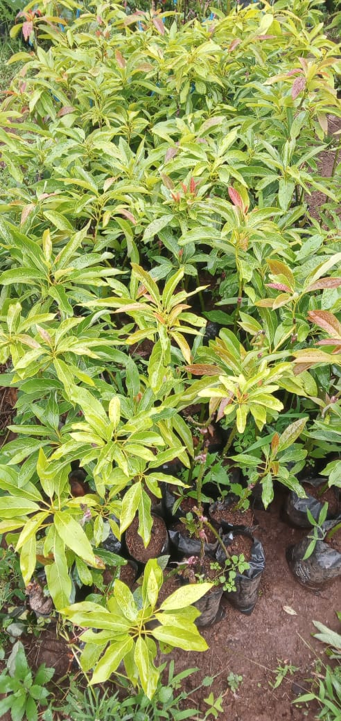 Grafted Avocado Seedling