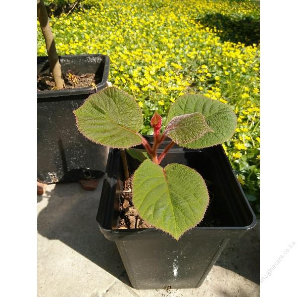 Kiwi Seedling