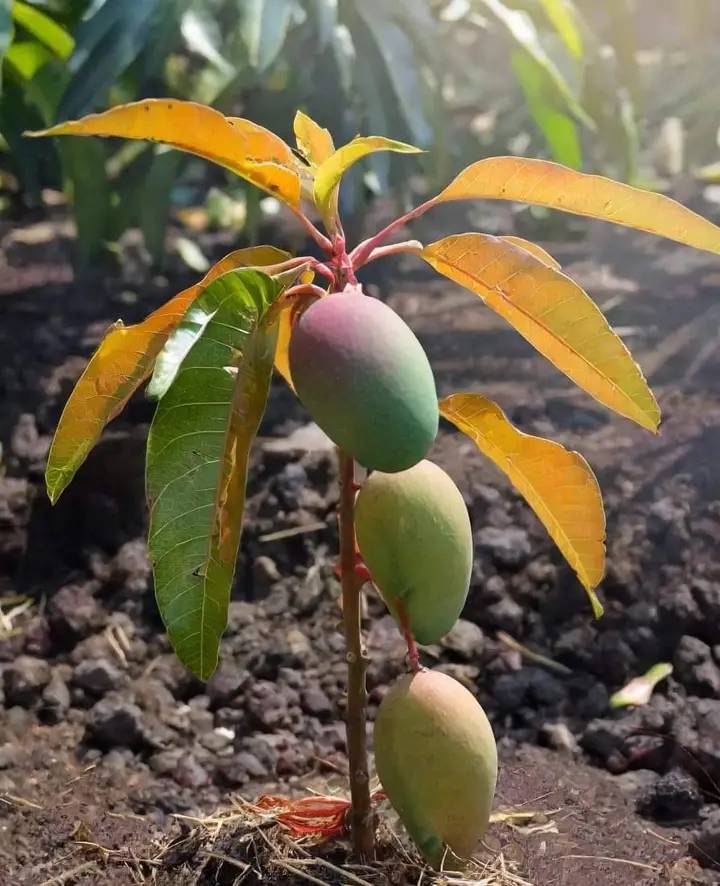 Grafted Mangoes Seedling