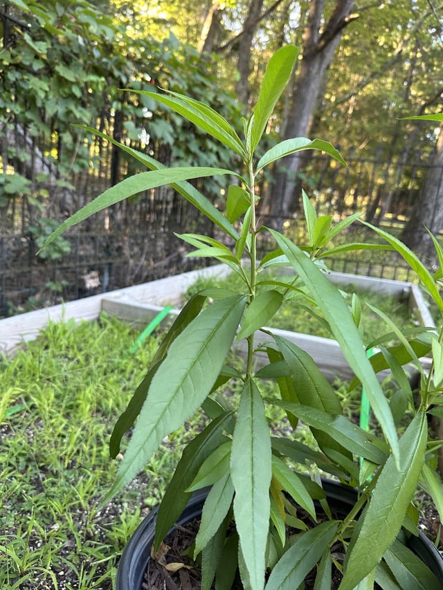 The Golden Peaches seedlings