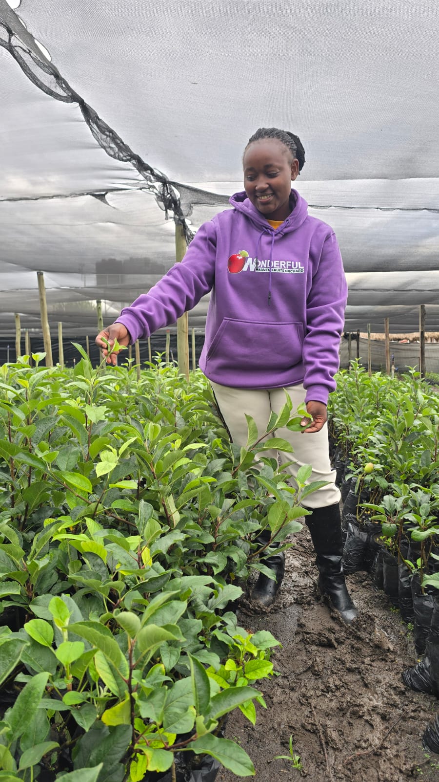 Best apple seedling for Wambugu Apples