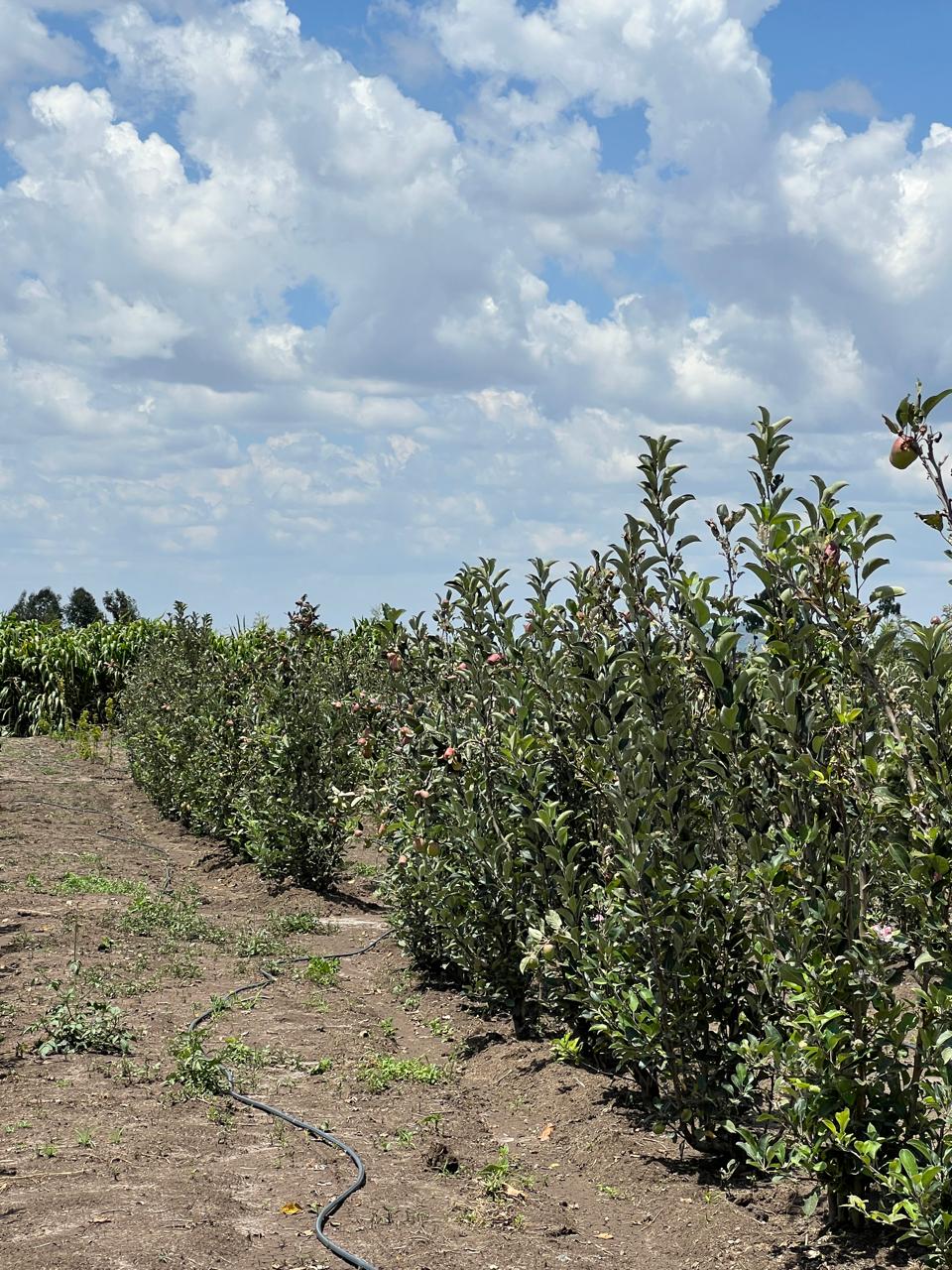 Growth Timeline of Laikipia Orchard