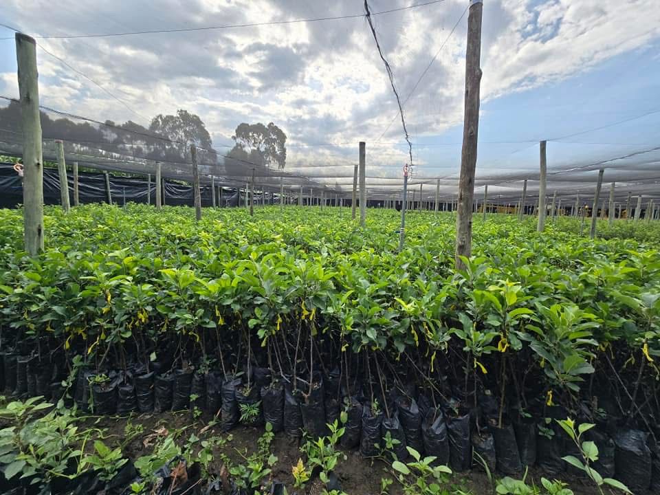 Apple Orchard in Laikipia County