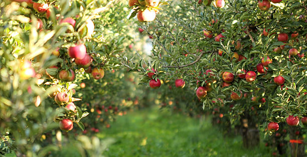 Visit Our Orchard