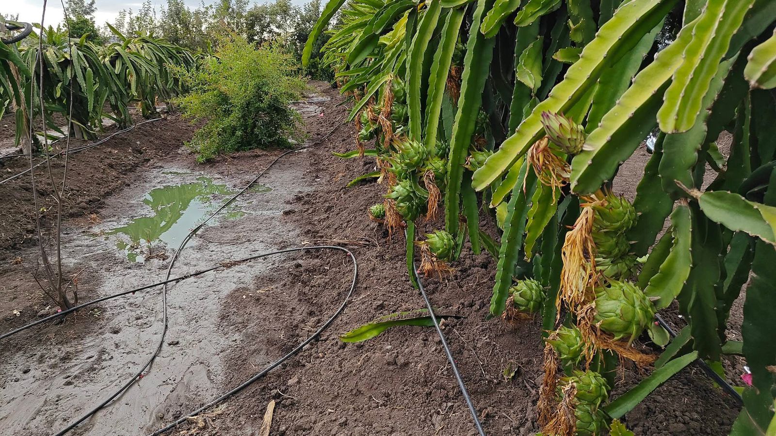 Farmer Training with Seedlings in Laikipia